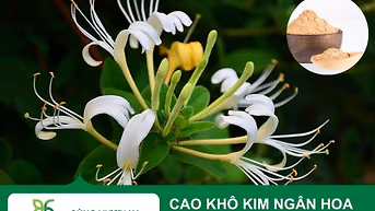 Cao Khô Dược Liệu Kim Ngân – Giải Pháp Kháng Khuẩn, Tiêu Viêm Tự Nhiên