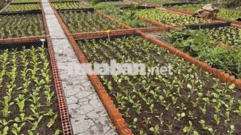 Cho thuê nhà vườn 3000m2 ngay trung tâm thủ dầu một