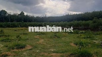 Cần bán căn nhà vườn Chợ An Cơ, Châu Thành ,Tây Ninh giá rẻ