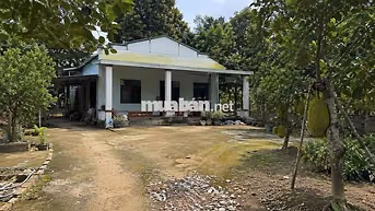 🌸Bán gấp nhà vườn mít 800m2 thổ cư