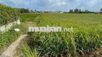 Bán đất trồng lúa Tân Lân Cần Đước gần trường học chợ.