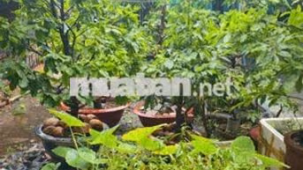Đất đẹp đường xe hơi 11, Linh Xuân, 7x20m, chỉ 30tr/m2