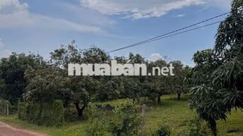 🌿BỎ PHỐ VỀ VƯỜN CHỈ VỚI 689 TRIỆU LÔ 1.1 SÀO LA NGÀ - ĐỒNG NAI