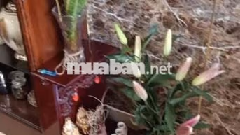 CHO THUÊ NHÀ NGUYÊN CĂN -FUL NỘI THẤT