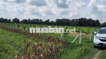 BÁN ĐẤT NÔNG NGHIỆP PHƯỜNG THÁI MỸ, CỦ CHI, TP. HỒ CHÍ MINH