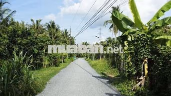 Vũng Liêm_xã Quới An_Bán thửa đất 1300m2 (Đất ở+ CLN)