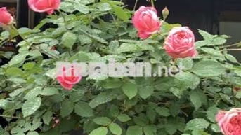 CHO THUÊ NHÀ HẺM 7 M  PHƯỜNG TÂN SƠN NHÌ . 4 x 17,5 M : 2PN, 2 Wc 