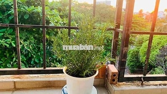 Tìm nữ NV văn phòng ở ghép lầu 4 thang bộ, quận 10