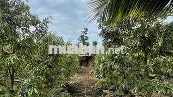 Vườn Sầu Riêng Phú Tân - Chính chủ