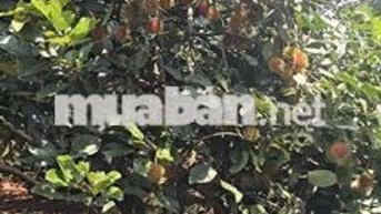 Đất vườn có thổ cư, vườn trái cây các loại
