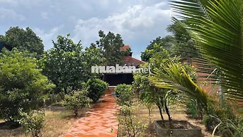 Bán đất tặng nhà vườn 556m2-1tỷ150 Tỉnh Lộ 2, xã Tân Phú Trung, Củ Chi