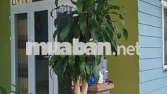 🔥🔥🔥CHO THUÊ NHÀ Ở NGUYÊN CĂN 8m x 23m tại TT BUÔN MA THUỘT≠===