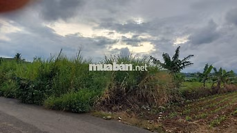 Bán đất thổ cư diện tích lớn mặt tiền đường nhiwaj khu dân cue 