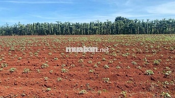 Chính chủ bán đất full hồng 50m mặt tiền giá chỉ 1 tỷ 9