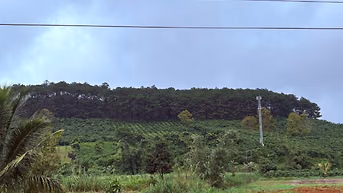 BÁN GẤP ĐẤT VIEW RỪNG THÔNG B'LÁ - THƯƠNG LƯỢNG GIÁ TỐT - CHÍNH CHỦ