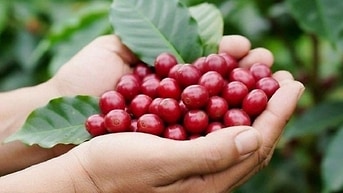Thanh lý gấp máy móc SX trà, cà phê giá rẻ TẶNG kèm rất nhiều bao bì 	