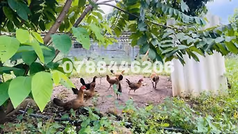 CHỦ NHÀ VỀ QUÊ ĐỂ LẠI CĂN NHÀ VƯỜN