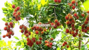 Cần sang ngay nhà vườn 1000m2 ,có thổ cư ở Bình Phước cũ,giá 355 triệu