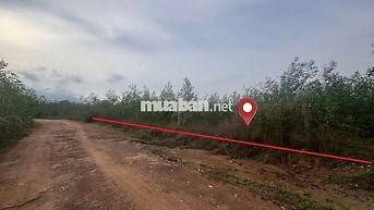 Bán gấp 3 lô đất trồng cây cạnh nhau, mỗi lô ~22,989 m2, Hàm Tân, BT