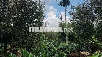 đất nông nghiệp có 400 tc diện tích 12000m2