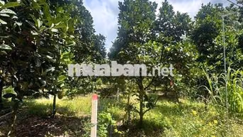 ĐẤT TRỒNG MÍT 260M2 GIÁ CHỈ 590TR, THỔ SẴN 100M2, SAU CHỢ, DÂN ĐÔNG