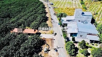 Bán Vườn Bưởi Đang Cho Thu Hoặc
