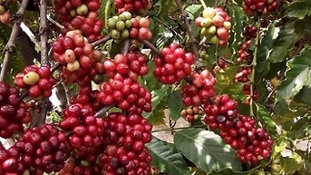 Thanh lý gấp máy móc SX trà, cà phê giá rẻ TẶNG kèm rất nhiều bao bì