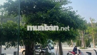 Cần bán khách sạn 12 phòng Đồi Rồng Đồ Sơn