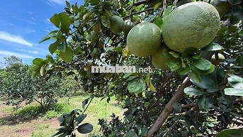 Đất Sào Cây Ăn Trái Ngay Chợ Bình Lộc - Long Khánh, Sổ Riêng, Giá Rẻ