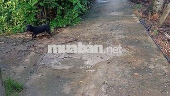 bán nhà đất phường An hội diện tích đất 164m vuông