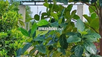 bán vườn cây ăn trái 1000m2 đường vườn Thơm xã Bình Lợi HBC 