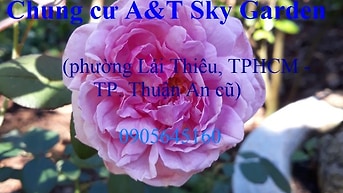 Cho thuê gấp căn hộ 3PN phường Lái Thiêu