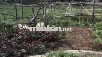 Đất 465m2 ngang 15m trục Kiều Đông, Hồng Thái hơn 500 triệu