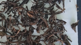 Chuyên cung cấp trà giá rẻ cho quán cà phê, ân uống,  căn tin...