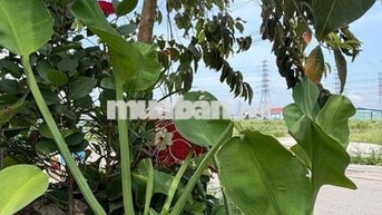 Cho thuê gấp phòng 3,7 triệu, phường 21, Bình Thạnh