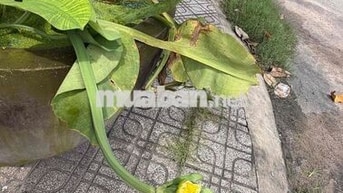 Cho thuê trọ,3,7 triệu Ngô Tất Tố, Bình Thạnh
