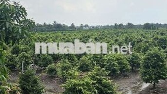 1ty550 triệu cho 1.000m2 đất trồng mai