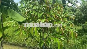Bán đất trồng sầu riêng xã Long Định cũ