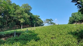 Bán lô đất ở, nghỉ dưỡng tại Ba Trại, Ba Vì, Hà Nội (xã Suối Hai mới)