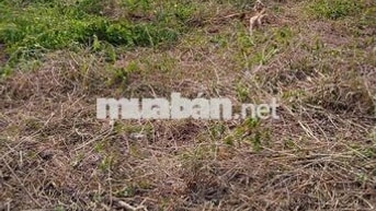 🔥 CẦN BÁN GẤP ĐẤT FULL THỔ CƯ 125M² – BẢO QUANG, LONG KHÁNH, ĐỒNG NAI