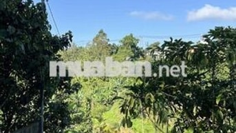 chính chủ bán đất khu vực Bảo Lộc