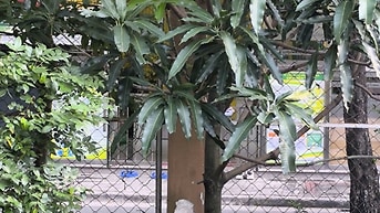 Cần tiền mua vàng Bán lô đất biệt thự đẹp