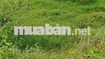 BÁN LÔ ĐẤT THỔ CƯ 💯 TẠI ĐỨC HÒA DT 240M2